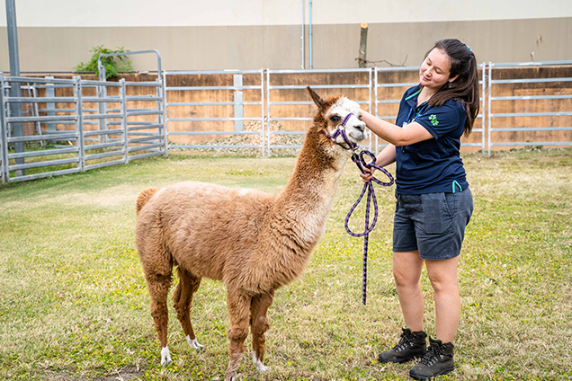 Gabriel the alpaca